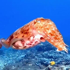 132 reactions · 21 shares | ⚠️Some Reasons cuttlefish are...