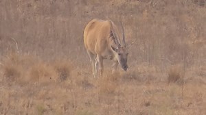 17K views · 278 reactions | Eland, the largest antelope in the African Bush Kingdom #life #wild #reels #Trend #Amazing #travel #viral #epic #nature #trending #video #wildlife #safari #episode | African Bush Kingdom | Facebook