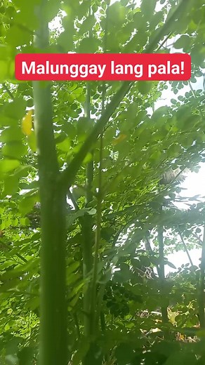 Malunggay health benefits #malunggaybenefits #malunggayleaves #moringatea #moringapowder #moringatree #Dratoie #FYI #AlamNyoBa #trendingreels | Yhanex Mix Vlog