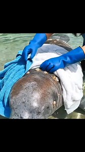 🐋 Shocking Discovery: Giant Manatee Calf Trapped Under Millions of Barnacles | Emotional Wildlife Rescue #fblifestyle | StealthHook Spearfishing