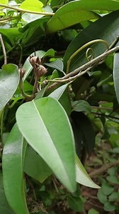 Tagsvideo eines schönen Sapodilla- oder Manilkara-Zapota-Baumes: Stockvideos & Filmmaterial (100 % lizenzfrei) 3988631949 | Shutterstock