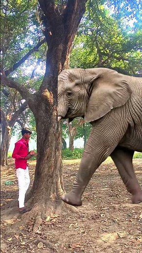 ￼ Yaar Tera Hero Khalayak Ho Gaya Tree ke under Ghushne wala animals video #funnyanimals #ytshorts