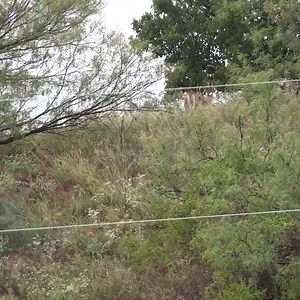 So ready for some whitetail action this fall! #westernoklahomatrophyoutfitters #wotohunts #hunting #bookyourhunt #oklahoma #outdoors #bigbucks #outfitter #whitetail #blackbriar #outfitters #sitkagear #huntingoutfitter #vortexoptics #bucks #redriver #hunter #deer #booknow #lodging #archery #rifle #whatgetsyououtdoors #redriverbucks #turkey #waterfowl #bowfishing | Western Oklahoma Trophy Outfitters