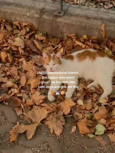 Cercasi amici internazionali per una connessione duratura