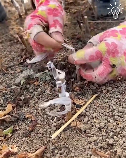 Farming ideas you must try  | Egypt RS | Facebook