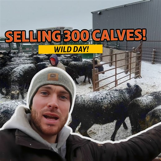 Calves Galore: We Sold 300 of Them!🐮 | Sonne Farms
