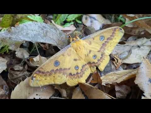 晩秋に出てくるウスタビガ Rhodinia fugax 雌
