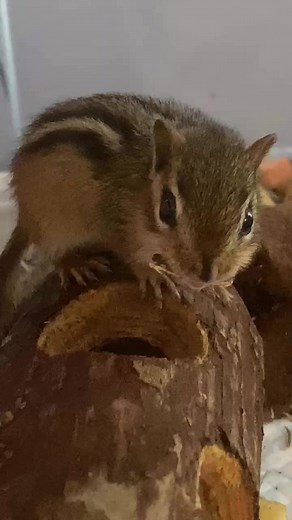 In this “How To” video our littlest chipmunk shows us the proper steps to seed opening while balancing on a log. 🐿️❤️🐾 #millstonewildlife #nhwildlife #wildlife #animals #wildliferehabilitation #windhamnh #nhrehabilitation #nhanimals #wildliferehab #wildliferehabber #nature #rehabrelease #chipmunk #chipmunks | Millstone Wildlife Center