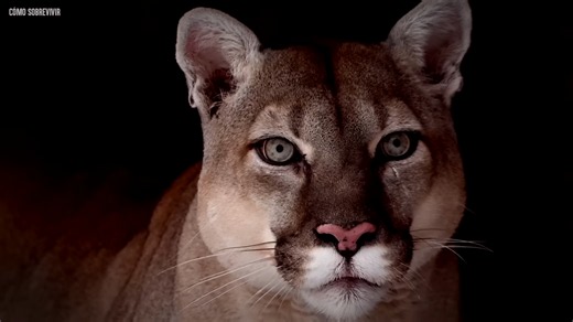 Pensó que estaba mirando a un ciervo - entonces el puma atacó