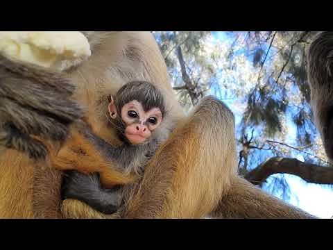 Spider Monkey baby born at Dubbo Zoo