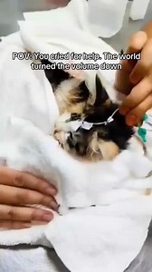 💔 Cimei was found with a broken tail, deep wounds, and a painful rectal fistula from untreated injuries. Just as surgery was planned, she was struck with parvo and now relies on a nasal tube to eat and drink. She’s fighting so hard for a chance to live, to play, and to be a kitten again. 🐾✨ 🙏 Please help us give her that second chance — link in bio to support her vet bills. | rainbowpets.resc
