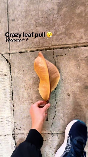 Discover the Calming Sounds of Nature Walks