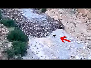 Insane Animal Moments That Look Too Crazy to Be Real!