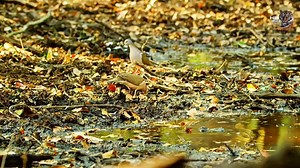 1.8M views · 37K reactions | Wildlife nature.. #wildanimals #wildlife #documentary #hindi #wildanimalshorts | Wild animals | Facebook