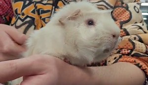 25K views · 1.5K reactions | Friday Night relaxation with Bounty | Cavy Corner | Facebook