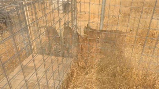 2.1K views · 226 reactions | Our group of 4 bobcats getting excited and ready to get in their lockouts thinking I brought food early | Safe Haven Wildlife Sanctuary | Facebook