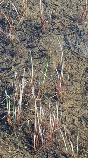 Minnows at #meadowpond | Wild In Nature