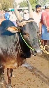 காங்கேயம் காரிகாளை மற்றும் காங்கேயம் மயிலை காளை