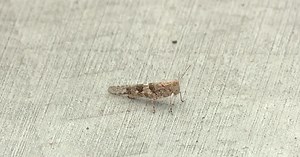 NV entomologist explains the grasshopper invasion