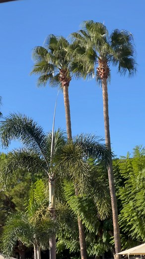 Mornings at Columbia Beach Resort redefine serenity. ☀️🌴 #columbiabeachresort #pissouribay #luxury #holidays #cyprus #smallluxuryhotels #luxuryresort #luxuryholidays #goodmorning | Columbia Beach Resort
