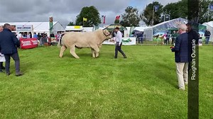 17K views · 266 reactions | What a Charolais bull  | Thatsfarming.com | Facebook