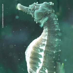 Seahorses and their close relatives, sea dragons, are the only species in which the male gets pregnant and gives birth. | USA TODAY Video