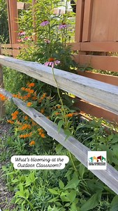 28 reactions | #accawv #cheatlake #wv #wildliferehab #morgantown #birds #eagle #baldeagle #homegrownnationalpark #wildyard #nativeplants #milkweed #echinacea #coneflower #mountainmint #sunflower #appalachia #conservation | Avian Conservation Center of Appalachia | Facebook