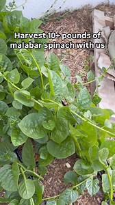 2.1K views · 23 reactions | Malabar spinach grows so well in the...