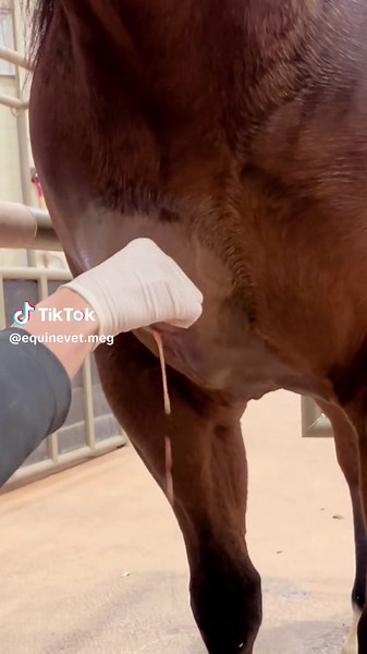 ✨Read caption for more info ✨ 🐦Corynebacterium pseutotuberculosis is a gram-positive, soil-borne bacteria that can survive for months in the environment. The external abscesses most commonly occur in the pectoral region giving the appearance of a pigeon’s breast, thus the name pigeon fever. 🦠Abscesses generally have a thick capsule (which I saw on ultrasound in this case) and contain a thick, tan, odorless exudate. The incubation period is approximately 3-4 weeks for infected horses to develop