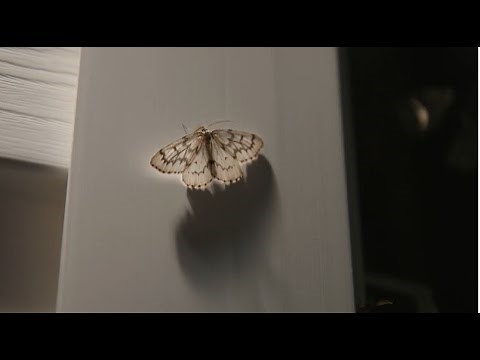 Looper Moth Natural Cycle