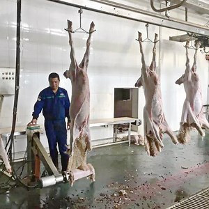 [Hot Item] Halal Complete Goat Slaughterhouse Complete Goat Slaughter Equipment Line Islamic Religion Slaughter