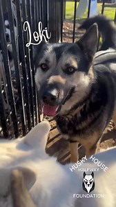 Boop them. Go on ❤️. Here are just a few of the H3 noses that are boopable, noses that need your support! You can help them by sending them stars ⭐️⭐️ #seeingstars #contentcreator #fbstars #husky #huskyrescue | Husky Halfway House