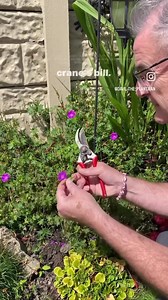 Geranium sanguineum #garden #plants #herbaceous | Dave The Plantman