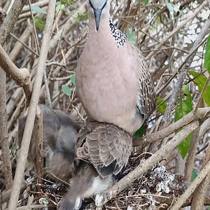3.2K views · 112 reactions | Natural Habitat And Wild Bird Breeding. | Million Viewer | Facebook