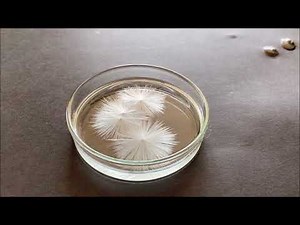 酢酸ナトリウムの過飽和の現象