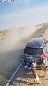 Shocking CCTV in Arizona, USA | Wolves Attack Parked SUV on Empty Highway | Ava Wilson