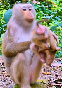 143K views · 1.7K reactions | Most pity! Mom tries reject milk her baby monkey by angry #monkey #babymonkey #cutebaby #cute #monkeys | Monkey RoJo | Facebook