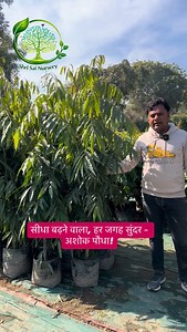 अशोक पौधा सीधा बढ़ने वाला, सुंदर और हर जगह लगाने के लिए बेहतरीन विकल्प है। Shri Sai Nursery Vasant kunj church road R.D GUPTA FARM HOUSE, Delhi, India 110059 Phone - 91 97111 11727 #AshokPlant #GreenBeauty #LandscapeDesign 🌿 | Shri sai Nursery