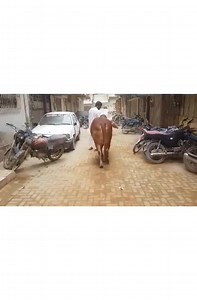 ANAS KI KAHANI #LAL_PARI KE SATH 2020 KI MANDI SE KHAREDI AUR 2021 MAIN PORA EK SAL PAL KAR ISKI QURBANI KARDI , ASAN NAHI THA LEKIN YAHI TO MUHABBAT HAI , KHIDMAT HAI PHIR PYAR AUR QURBANI KA JUNON ❤ #ShoqToHoga | Pakistan Qurbani Lovers