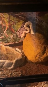 MUST WATCH NOW!!! OMG albino ball python morning feeding 😳 ⚠️