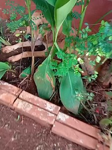 🆘CERRADOS a nuevos casos ‼️ por favor ayuda para brindarle asistencia veterinaria a este peludo 🥺 🌟 ¡Tu aporte puede salvar vidas! 🌟 💟 Dona desde Paraguay 📌 Transferencias Banco Nacional de Fomento (BNF): Nombre: Marta Elena Smulders Chaparro Cuenta: 000097627929 Alias: Cédula de Identidad: 1.387.290 📌 Giros Tigo: 0985748592 💟 Dona desde cualquier parte del mundo 🌍 📌 Western Union: Nombre completo: Marta Elena Smulders Chaparro. C.I. 1.387.290. Encarnación - Paraguay 📌 Banco Itau Nomb