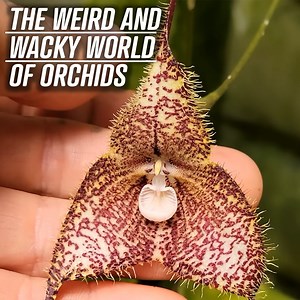 146K views · 2.1K reactions | The Weird And Wacky World Of Orchids | Crime Pays But Botany Doesn't | Facebook