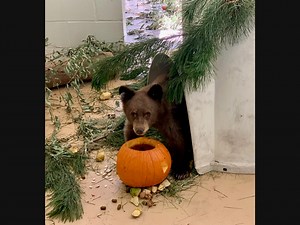 Ramona Wildlife Center Treats Bear Cub Burned In California Fire