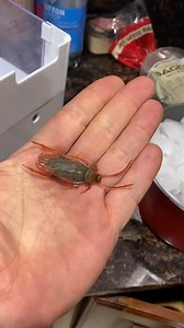 7.8K views · 13 reactions | Cockroach prank | The Canadian Prank Couple | Facebook