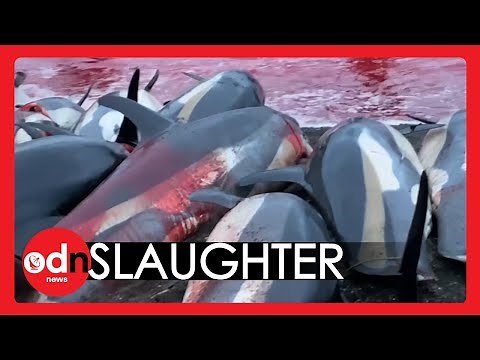 Dolphins SLAUGHTERED During Annual Tradition
