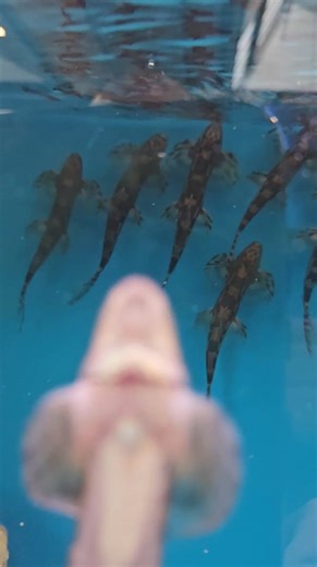 How nice are these guys? The Vietnam Lizard Loach (homaloptera sp.) They require a good turnover rate with strong flow to replicate natural habitat. | Fishkeeper Coatbridge