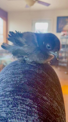This is the sweetest little sizzle chick. He loves to be pet! #sizzle #silkie #silkiechick #silkies #silkiechicken #chickens #backyardchickens #poultry #babychicks #baby #chicks #animals #pets #goodmorning #fridayvibes #friday #chicklife #lovemychickens #homestead #homesteader #homesteading | Kara’s chicken coop