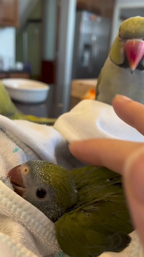 #parrot #parrots #birb #parrots #talkingbird #talkingparrot #cuteanimals #funnyanimals #parrot #viral #funnybirds #lovebird #africangrey #macaw #cockatoo #amazon #parrotlets #petbird #lovebirds #cockatiel #viral #fyp #reel #lol #pets | Beaker the Bird