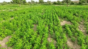 Champ de culture verte avec des : vidéo de stock (100 % libre de droit) 3892782147 | Shutterstock