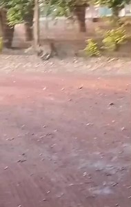 97K views · 1.1K reactions | VEJA O VÍDEO Moradores flagraram o animal na residência, que logo fugiu para a mata; caso foi na zona rural de Sorriso. Uma onça-pintada foi filmada dentro de uma casa em Sorriso (397 km de Cuiabá) na tarde de quarta-feira (21). O animal foi achado por moradores da comunidade Tropical, que fica na zona rural de Sorriso. | Virou Notícia MT | Facebook